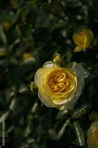 Yellow Flower of Rose 'Sunlight Romantica' in Full Bloom
