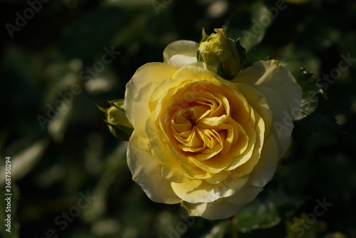 Yellow Flower of Rose  Sunlight Romantica  in Full Bloom 
