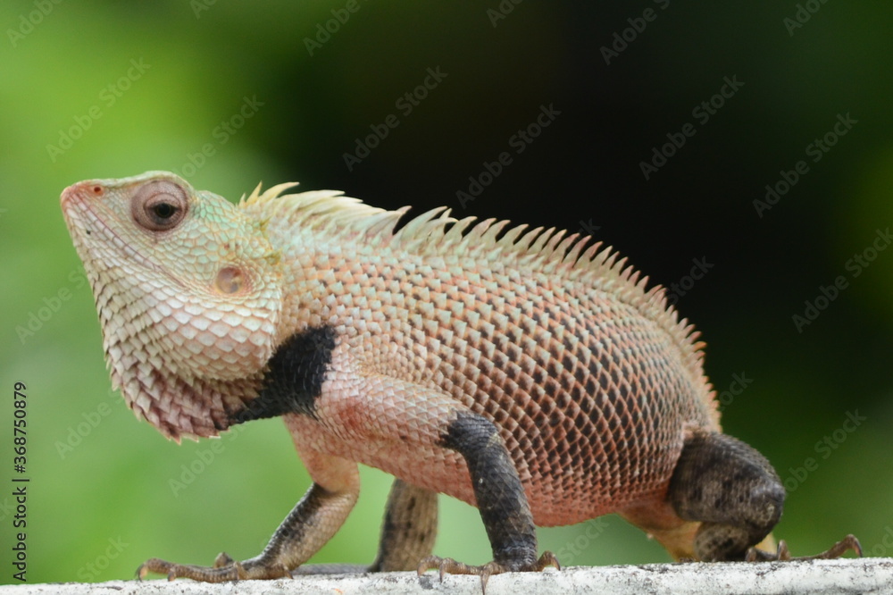 Fototapeta premium Chameleon - Beautiful & Lazy
