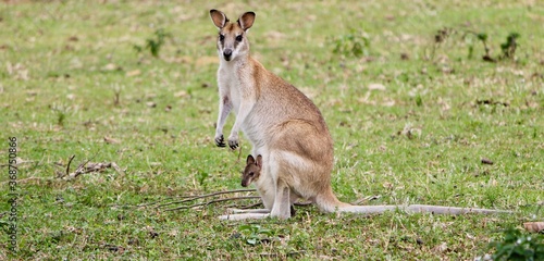 Wallabie mother and her joey