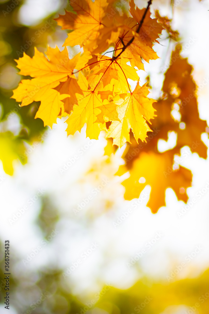 Maple leaves in autumn forest. Tree branch with autumn leaves. Yellowed maple leaves on a blurred background. Autumn nature background with bokeh. Very shallow focus