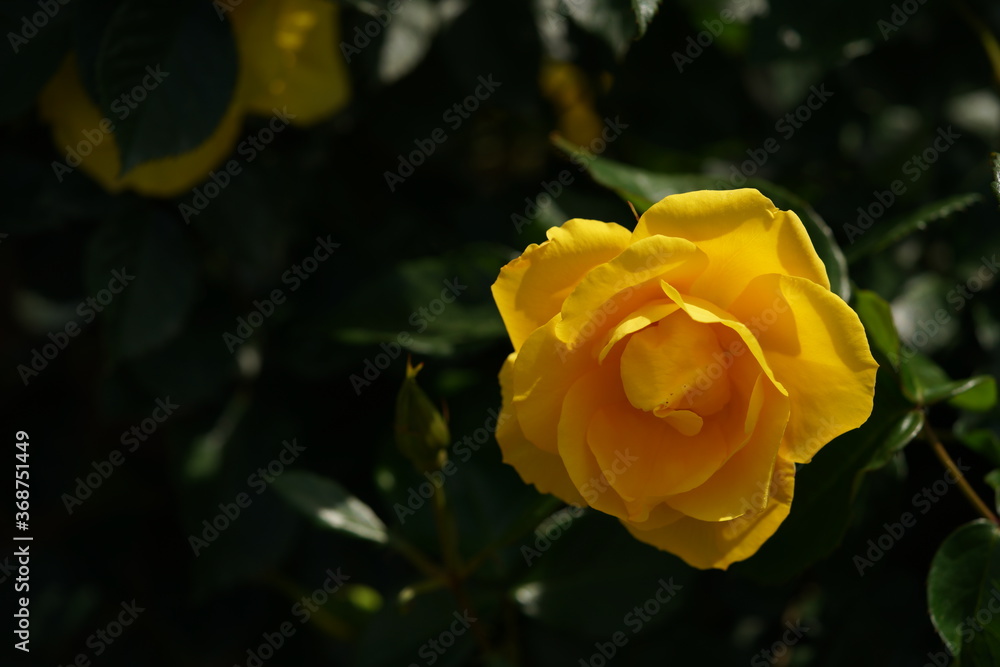 Yellow Flower of Rose 'Surprise' in Full Bloom
Yellow Flower of Rose 'Surprise' in Full Bloom