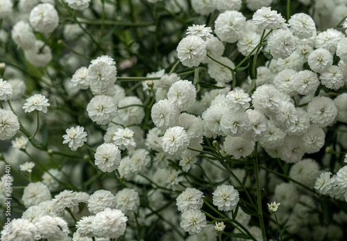 Many little white flowers in a garden 