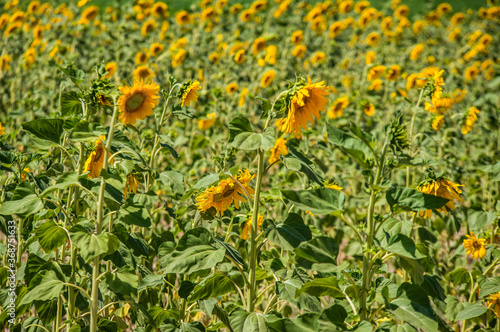 flower, nature, yellow, plant, flowers, garden, summer, 