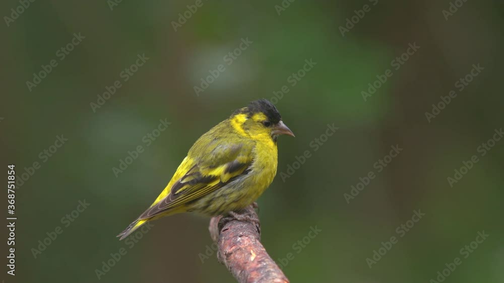 tiny yellow bird eurasian siskin perched on branch watching alerted side view tiny yellow bird eurasian siskin perched on branch watching alerted side view