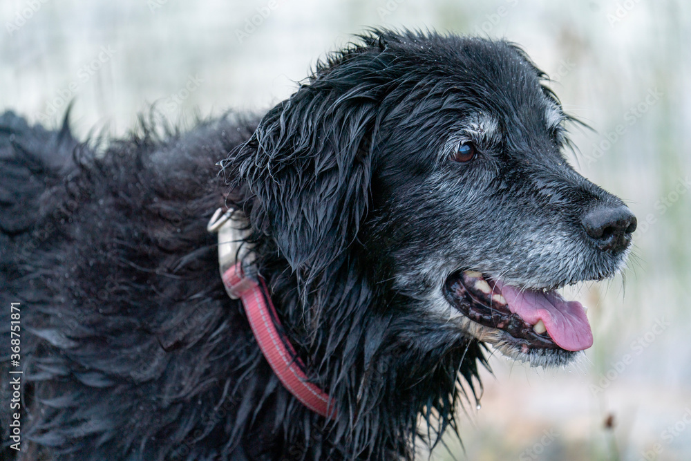 Happy Smiling Black Dog Fetching Stick in the water by the lake. Portrait of Old Golden Retriver and Border Collie Mix. Happy Smiling Black Dog Fetching Stick in the water by the lake. Portrait of Old Golden Retriver and Border Collie Mix.