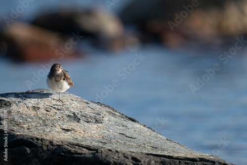 Common sandpiper Wader Bird on large boulder by the coast in the archipelago of Northern Scandinavia during summer, where its feeding.