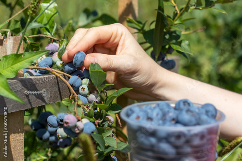 Female hand plucking ripe blueberries from a bush. Selective focus.