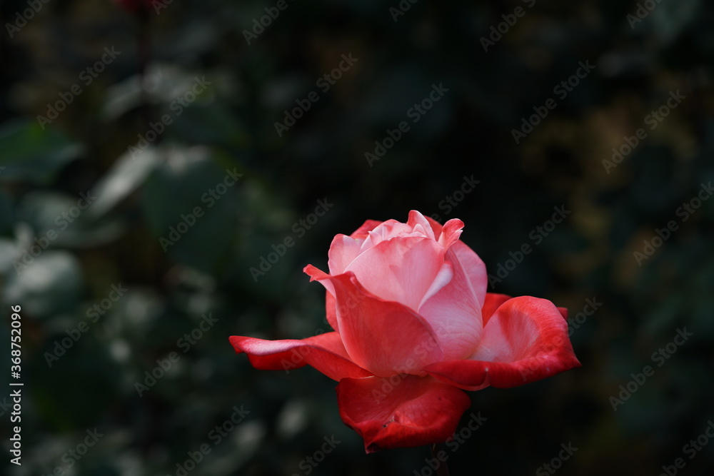 Red and White Flower of Rose 'Tancho' in Full Bloom
