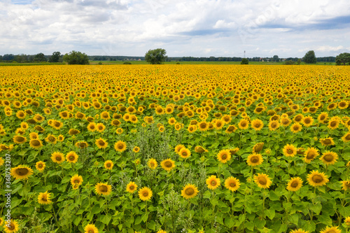 Sonnenblume © modernmovie