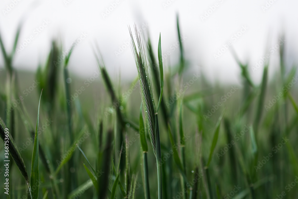 Żyto zwyczajne Secale cereale w czasie deszczu, zielone zboże, krajobraz wiejski