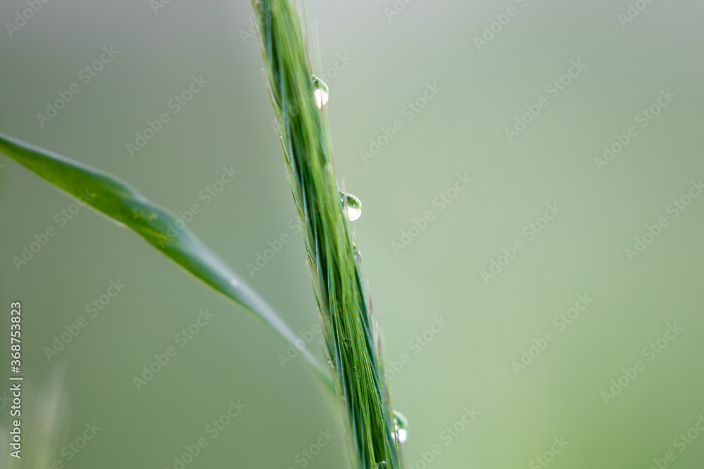 Żyto zwyczajne Secale cereale w kroplach rosy, pole uprawne, zboże po deszczu z kropelkami