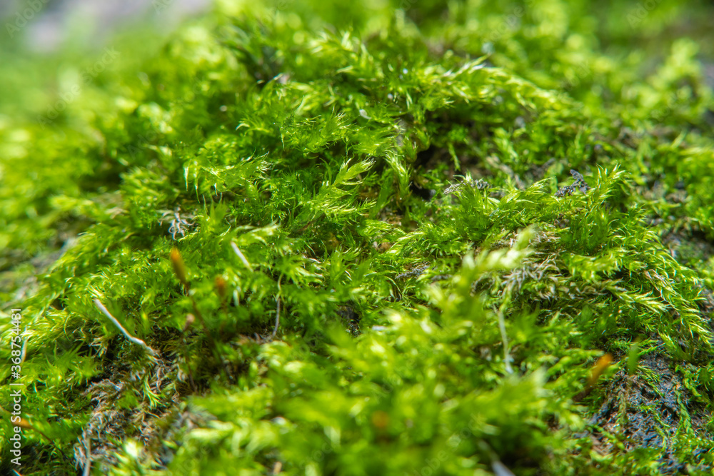 Green background with tree climacium moss in soft focus at high magnification. The beauty of nature and the environment. Insignificant details invisible to the naked eye.
