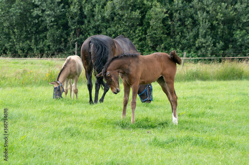 A colt is looking very boldly at the photographer, in the background a mare with foal in the pasture