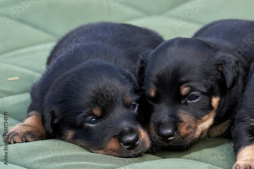 Jack Russell terrier puppies. Close-up portrait  lie on a green cloth