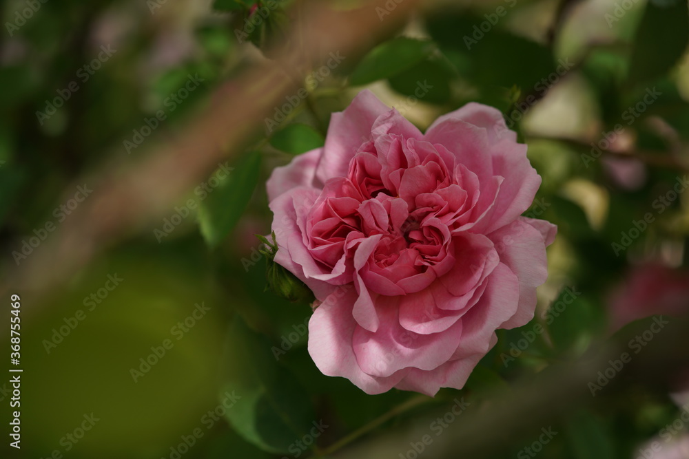 Light Pink Flower of Rose 'The Countryman' in Full Bloom
Light Pink Flower of Rose 'The Countryman' in Full Bloom