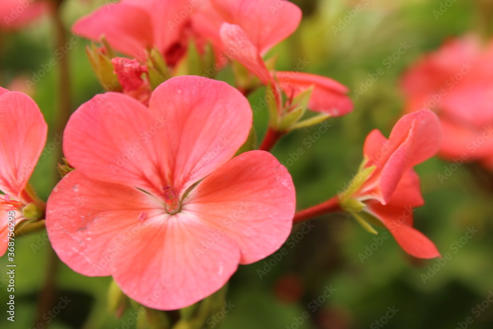 pink delicate flower on a green stem close up pink delicate flower on a green stem close up