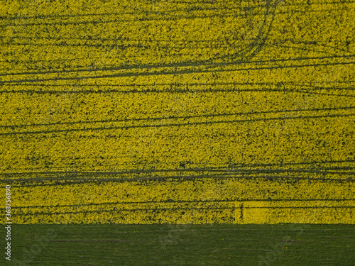 Yellow flowering fields of rapeseed taken from the height of a quadrocopter