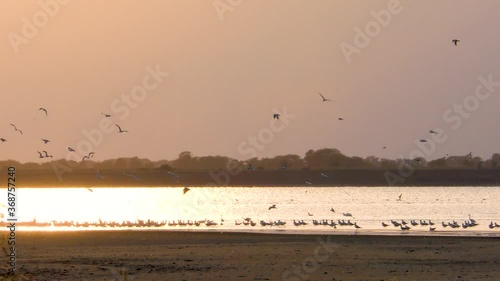 birds on the lake fly at sunset photo