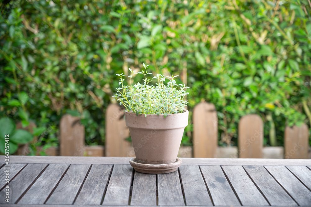 thyme in a brown clay pot against a green background on a rustic wooden table thyme in a brown clay pot against a green background on a rustic wooden table
