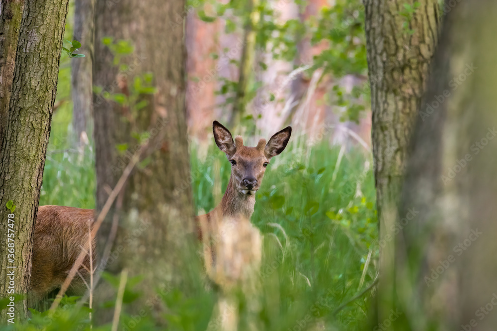 Jeleń szlachetny Cervus elaphus między drzewami obserwuje fotografa Jeleń szlachetny Cervus elaphus między drzewami obserwuje fotografa