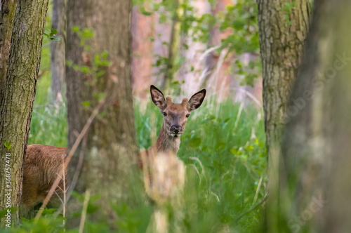 Fototapeta Naklejka Na Ścianę i Meble -  Jeleń szlachetny Cervus elaphus między drzewami obserwuje fotografa