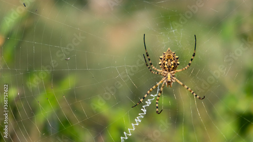 A large spider Argiope Lobata (female) on a web among lavender plant - predatory insect