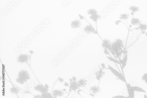 Fototapeta Naklejka Na Ścianę i Meble -  Overlay effect for photo. Blurred gray shadows of dandelion flowers and delicate grass on a white wall. Abstract neutral nature concept background. Space for text. Shadow for natural light effects.