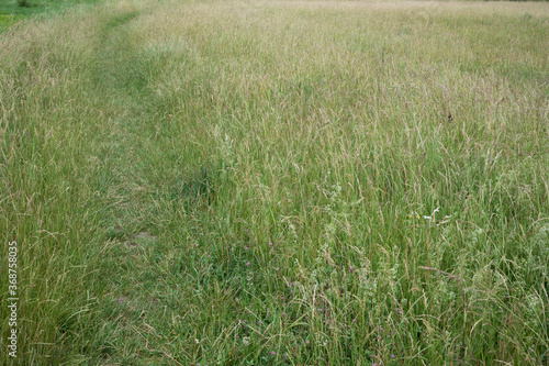 grass blooms in a meadow