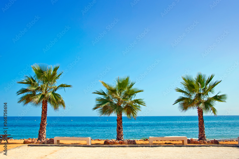 Palm trees on Playa del Penoncillo beach Torrox Costa Axarquia Andalusia Costa del Sol Spain