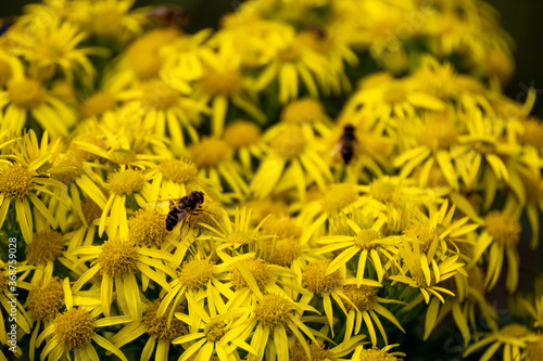 Bright yellow flowers with insects