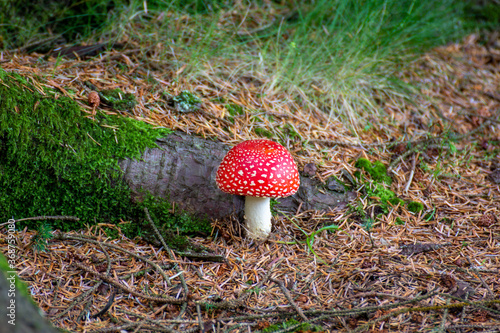Woodland wild mushrooms
