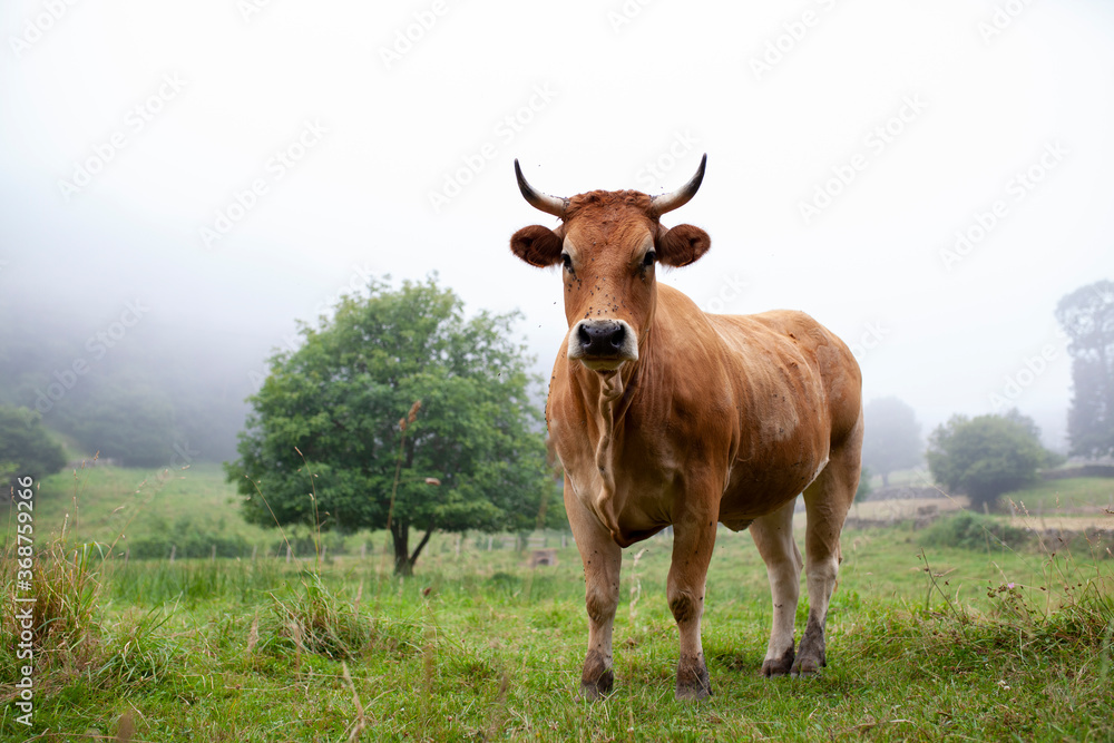 Vaca cántabra en prado con niebla