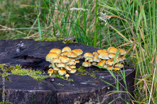 Woodland wild mushrooms