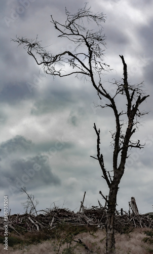 Dead tree with dramatic sky