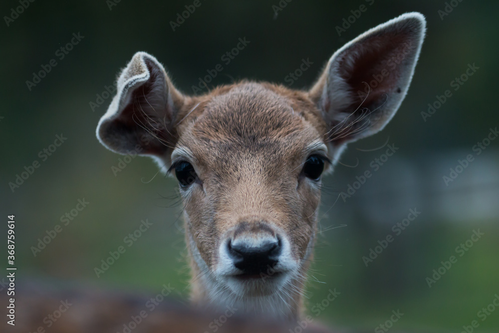 Portrait of a young fallow deer (Dama dama) bending its right ear Portrait of a young fallow deer (Dama dama) bending its right ear
