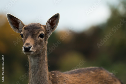 Portrait of a young fallow deer (Dama dama) © Chlo