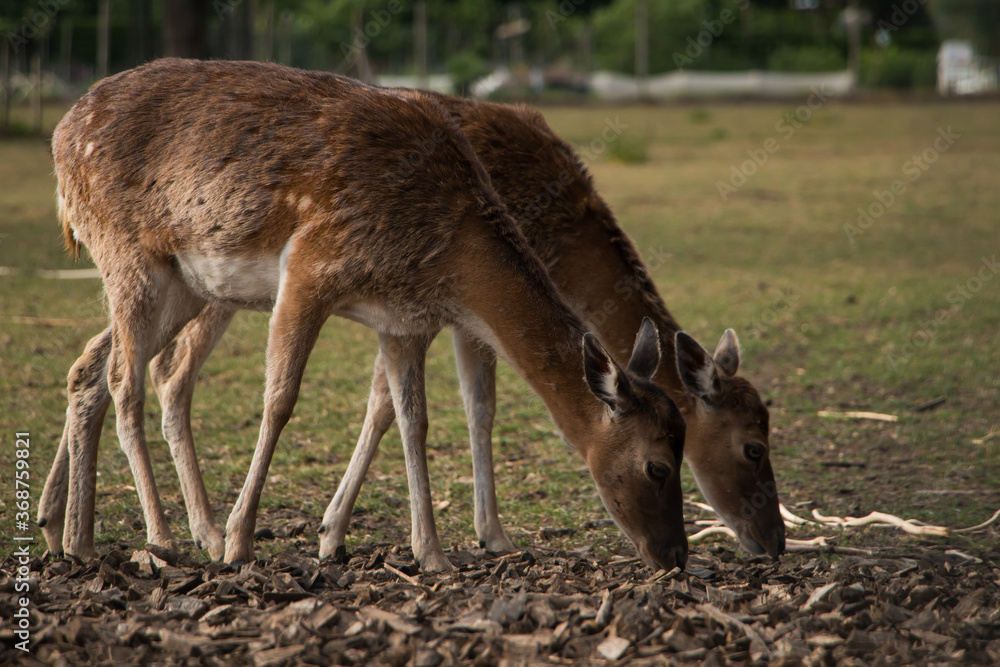 Two fallow deers (Dama dama) grazing in a pasture and peeling their winter coat Two fallow deers (Dama dama) grazing in a pasture and peeling their winter coat