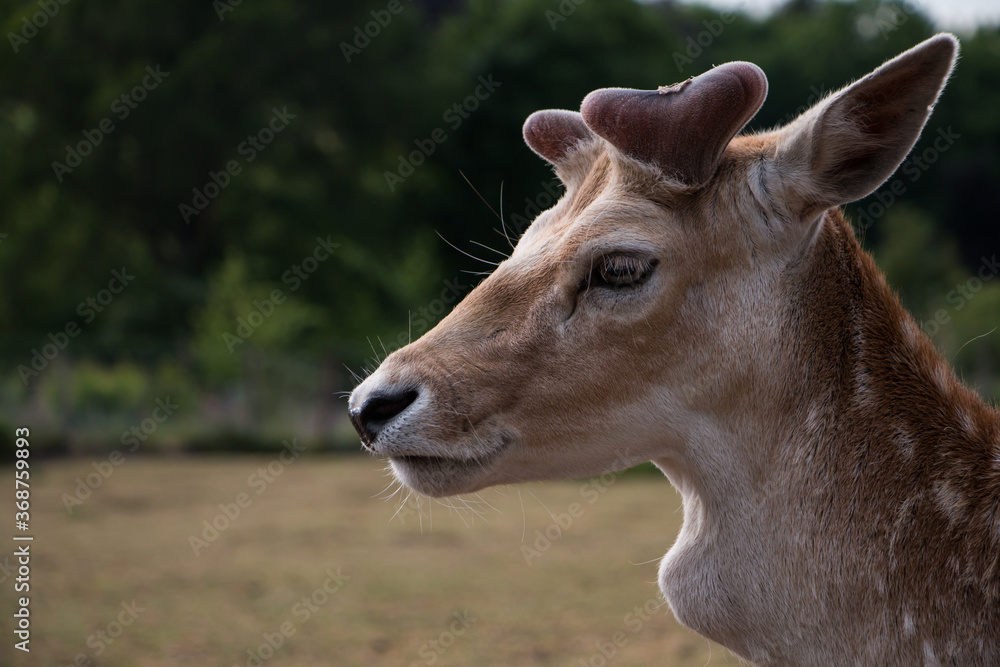 Portrait of a male fallow deer (Dama dama)