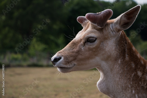 Portrait of a male fallow deer  Dama dama 