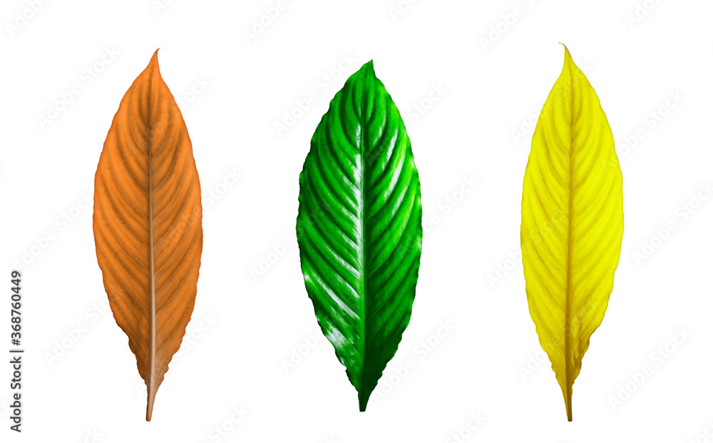 Green, yellow and orange leaves of a plant isolated on white background