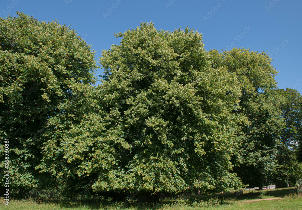 Summer Foliage of a Common Linden or Lime Tree (Tilia x europaea) Growing in a Park in Rural Devon, England, UK Summer Foliage of a Common Linden or Lime Tree (Tilia x europaea) Growing in a Park in Rural Devon, England, UK