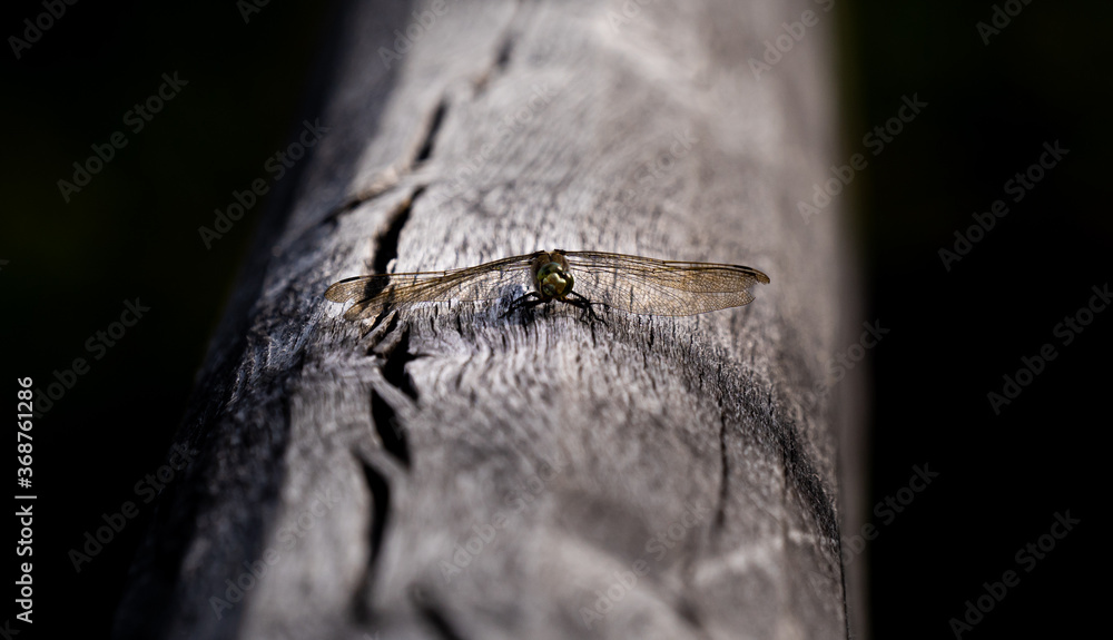 Libelle auf einem Gelände