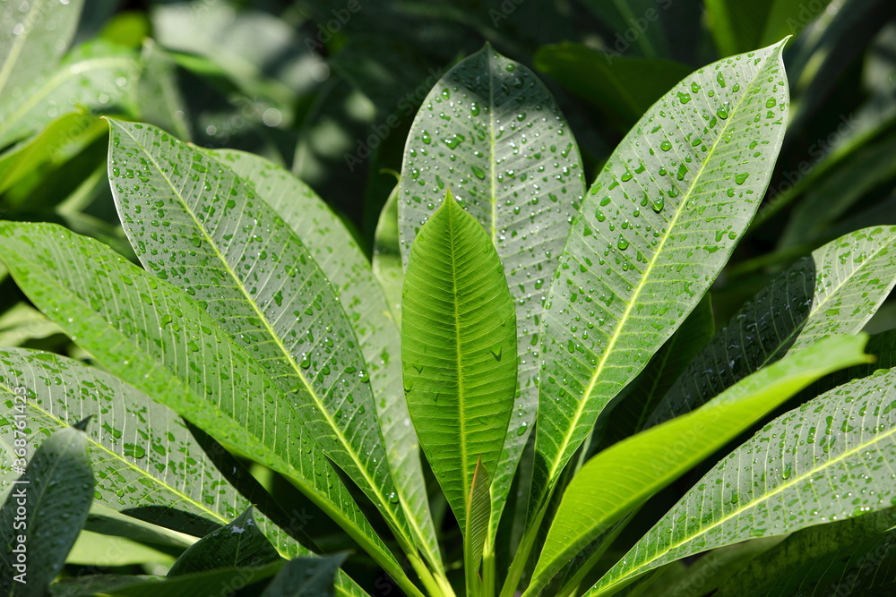 Drops of water on the leaves of Frangipani trees. Drops of water on the leaves of Frangipani trees.