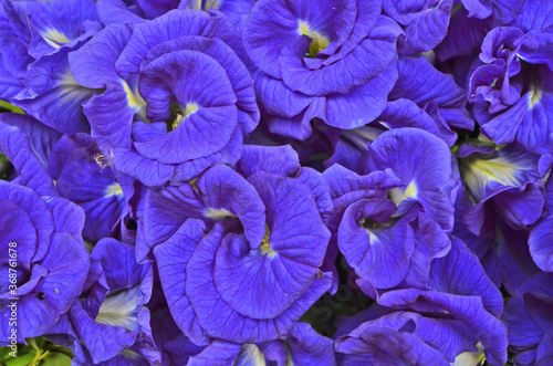 Pattern details of blue petals of beautiful butterfly pea flowers