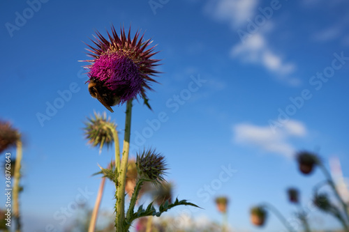Purple thistle (carduus), bumblebee crawling on the blossom, planting in the background, blue sky with white clouds. Germany, Swabian Alb.

