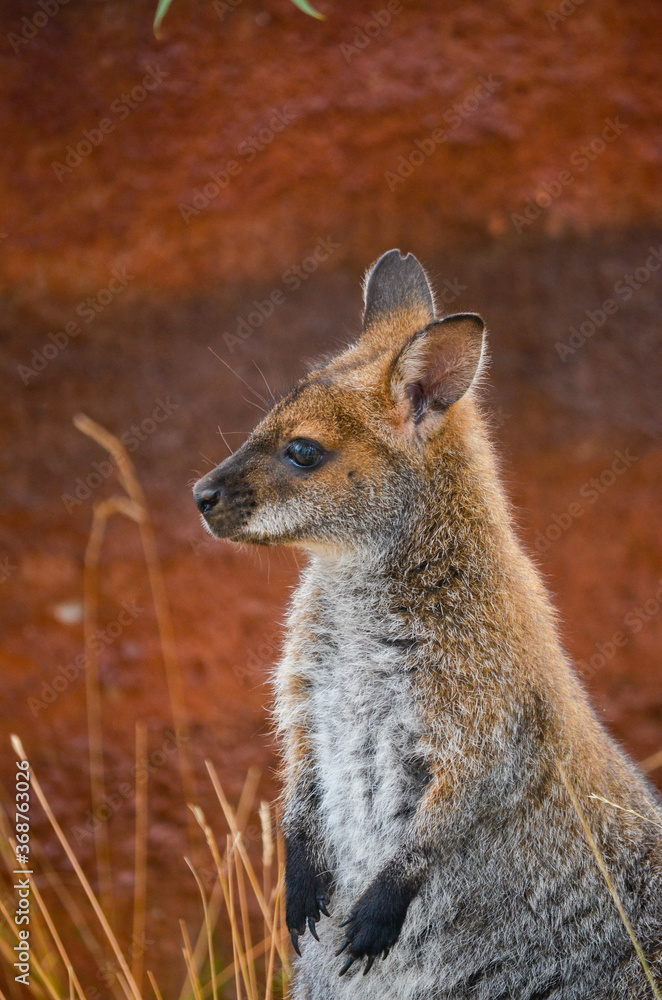 Wallabe en el Zoo de Zurich