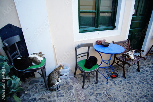 Fototapeta Naklejka Na Ścianę i Meble -  Cats on the street in Santorini island, Greece, Europe