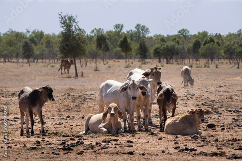 Group of domestic cows with hump, without horns. White and caramel color. Young calfs and adult cows. Used for milk and beef production. Katherine, Northern Territory, Australia photo
