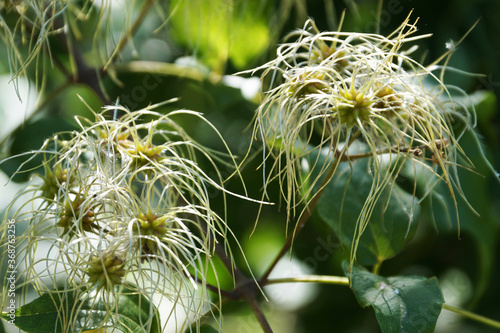 blooming clematis vitalba in the park close up photo